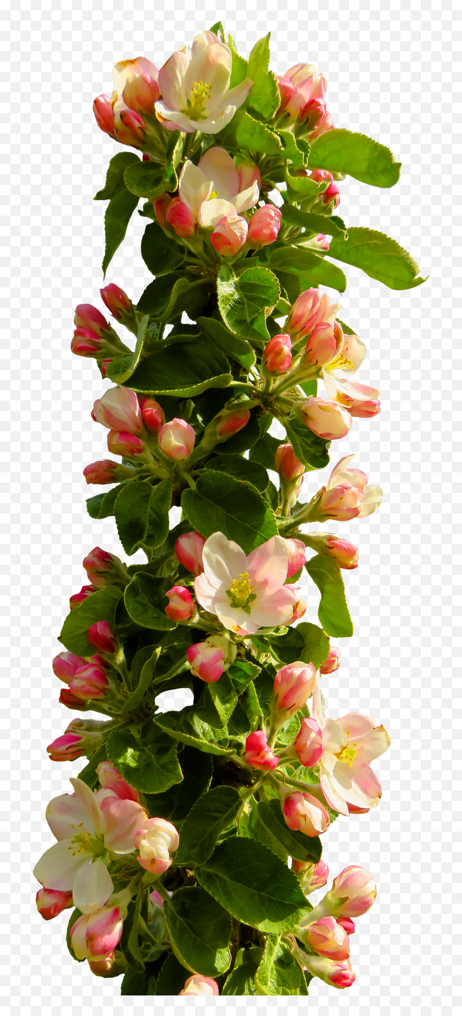 Rose Flower Png Transparent Image - Pngpix Png Format Flowers Png Hd,Rose Flower Png
