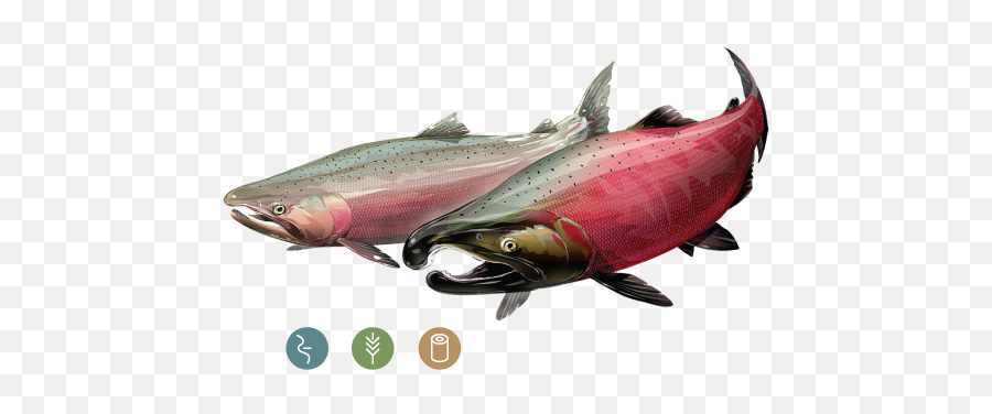 Download Coho Salmon - Full Size Png Image Pngkit Coho Salmon Male And Female,Salmon Png