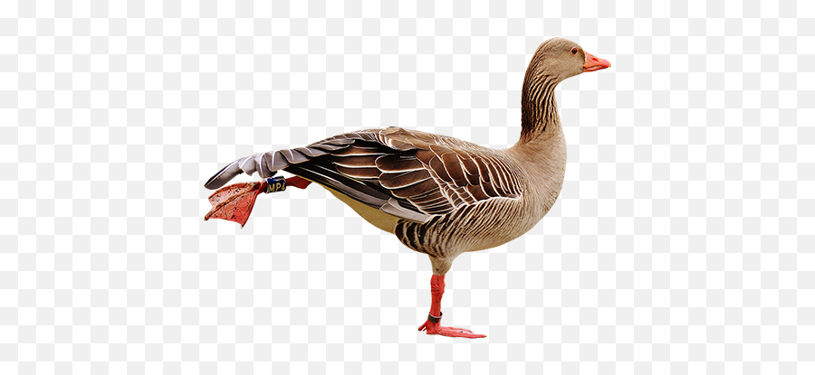 Goose Doing Leg Lifts Aquatic Birds Animals - Gås Png,Geese Png