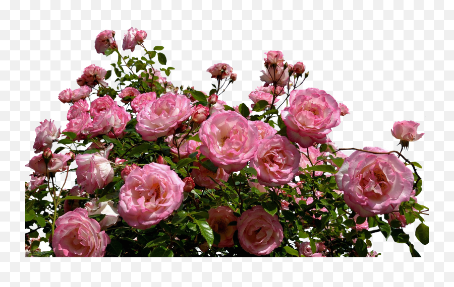 Roses Pink Bush - Transparent Background Rose Bush Png,Garden Flowers Png