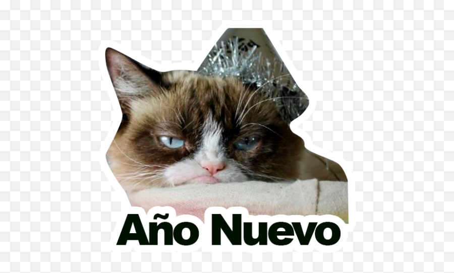 Sticker Maker - Grumpy Cat Y Lil Bub My Birthday Grumpy Cat Birthday Meme Png,Grumpy Cat Png