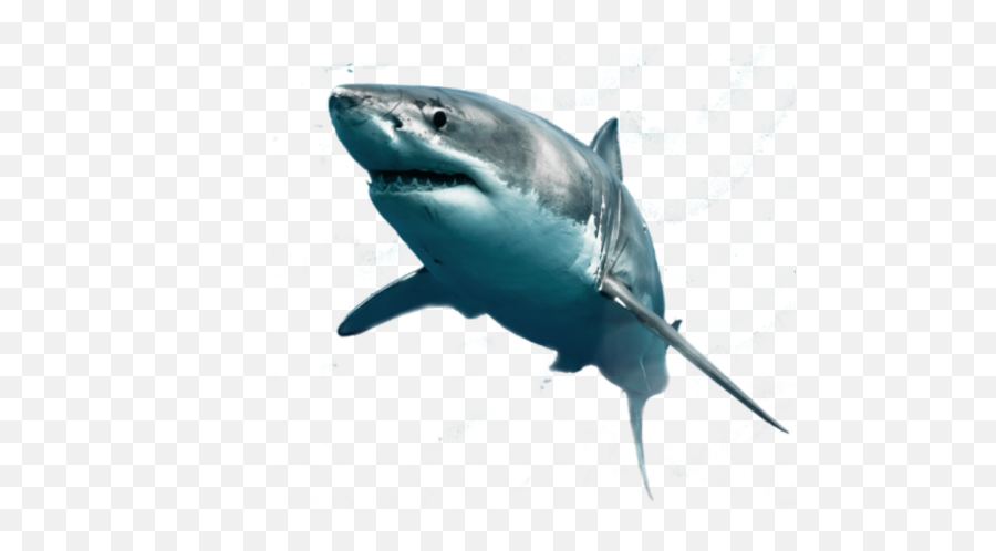 Hd Vcetor Transparent Background Image - Great White Shark Png,Shark Transparent