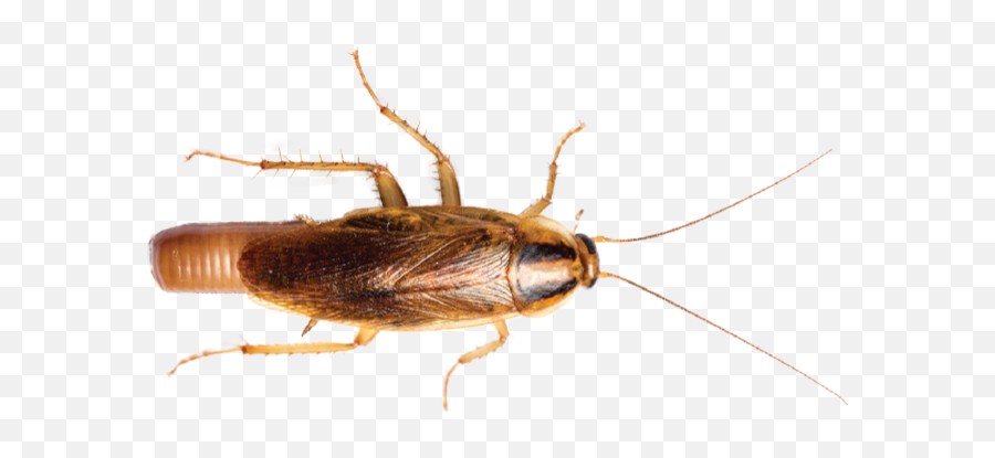 Bug Bombsu0027 Ineffective - Pct Cockroach Png,Cockroach Png