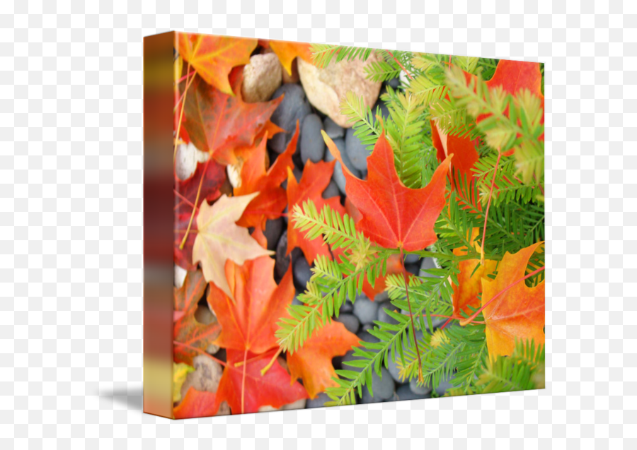 Fall Leaves Red Orange Autumn Tree Prints By Baslee Troutman Fine Art - Lovely Png,Fall Leaf Png