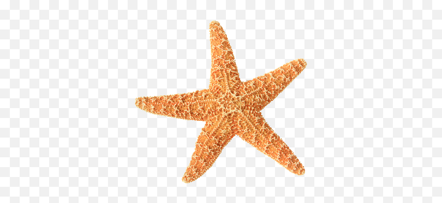 Details - Estrella De Mar En Ingles Png,Starfish Png