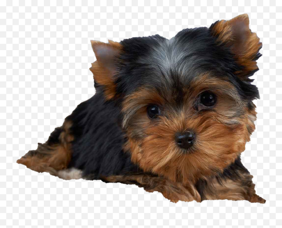 Yorkshire Terrier Png Transparent - Yorkshire Terrier Puppy Png,Yorkie Png