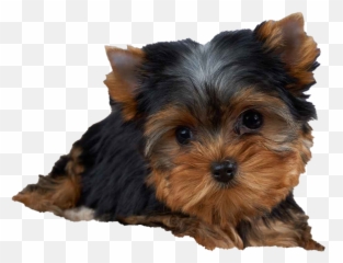 Yorkshire Terrier Png Transparent - Yorkshire Terrier Puppy Png,Yorkie Png