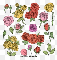 Set Of Rose Vector - Floral png