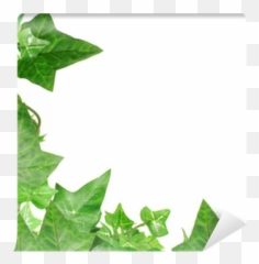 Ivy Border Wall Mural U2022 Pixers - We live to change Horizontal png