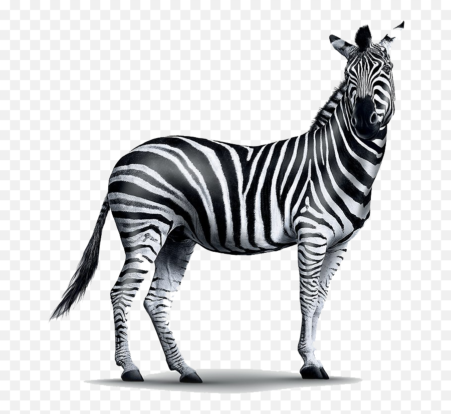 Zebra Png Images Transparent Background Play - High Resolution Real Zebra Png,Zebra Logo Png