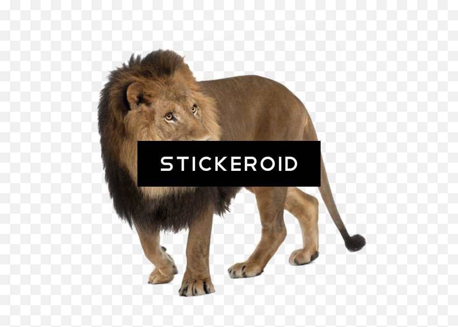 Animal Lion - Imagem Leão Fundo Branco Png,Shapeshifter Icon