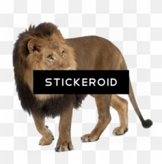 Animal Lion - Imagem Leão Fundo Branco png