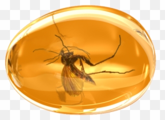 Amber Gem Jewel Komar Mosquito Precious Succinite Icon - Mosquito In Png