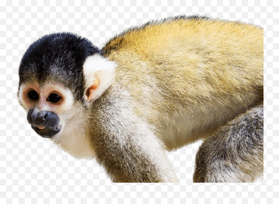 Squirrel Monkey National Zoo U0026 Aquarium - Squirrel Monkey Transparent Background Png,Monkey Png