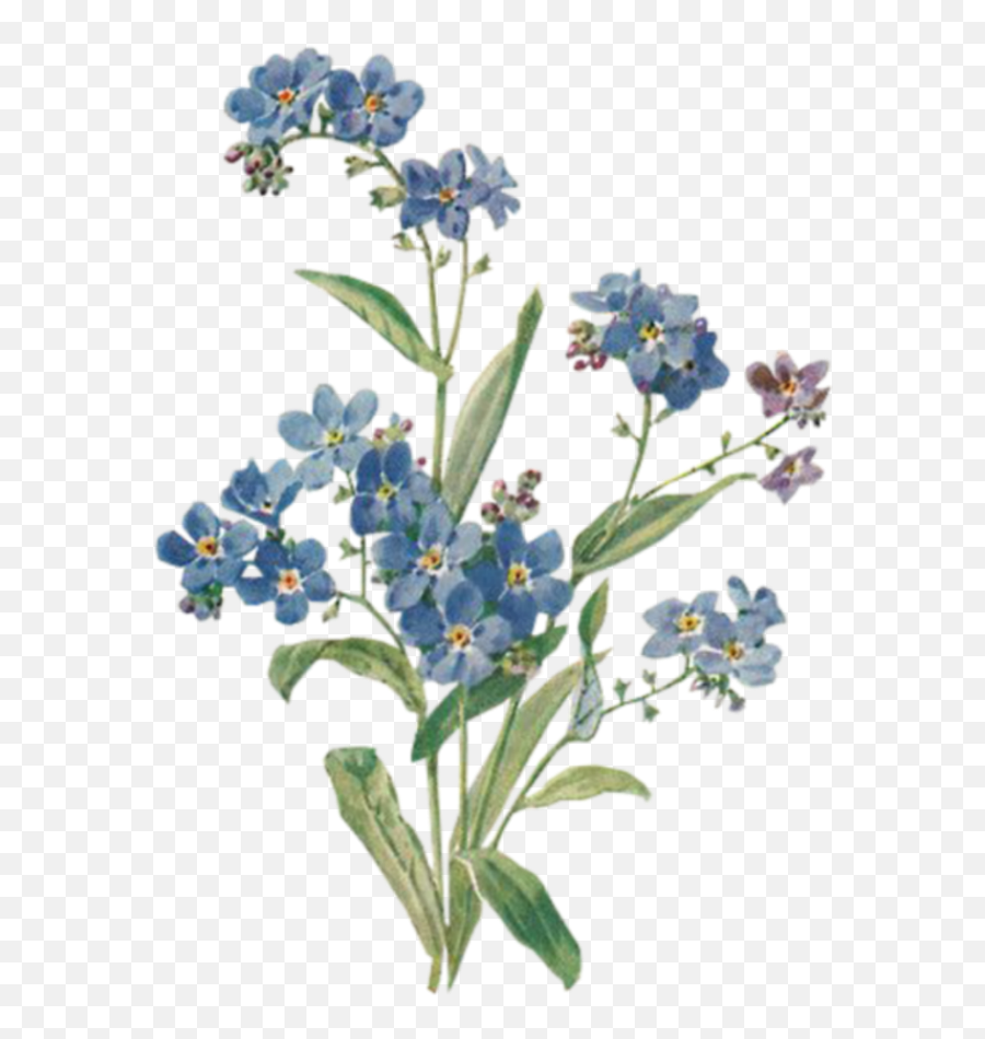 Blue Flowers Background Aesthetic U2013 Ardusatorg - Brandy Melville Sticker Png,Flowers Png Tumblr