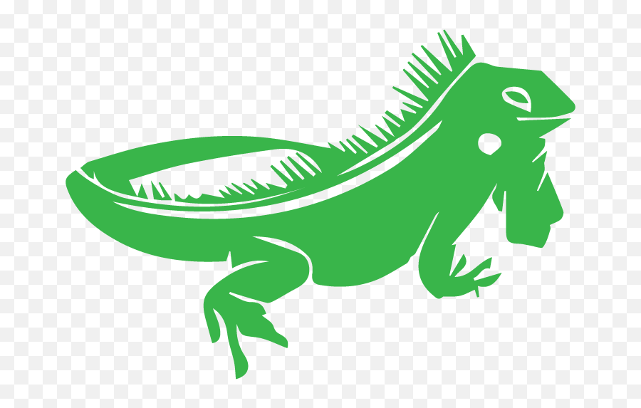 Lizard Chameleons Reptile Green Iguana - Iguanas Png,Iguana Png