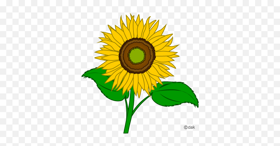 Download Sunflower Microsoft Transparent Image Clipart Png - Sunflower Clipart,Transparent Sunflower