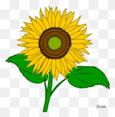 Download Sunflower Microsoft Transparent Image Clipart Png
