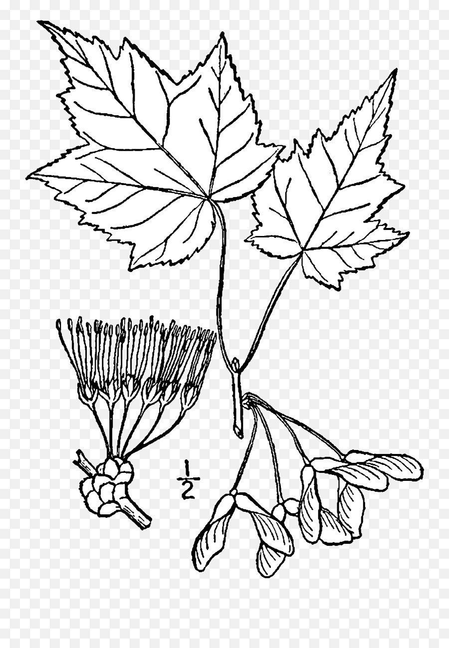 Fileacer Rubrum Drawingpng - The Work Of Godu0027s Children Maple Tree Leaf Illustration,Japanese Maple Png
