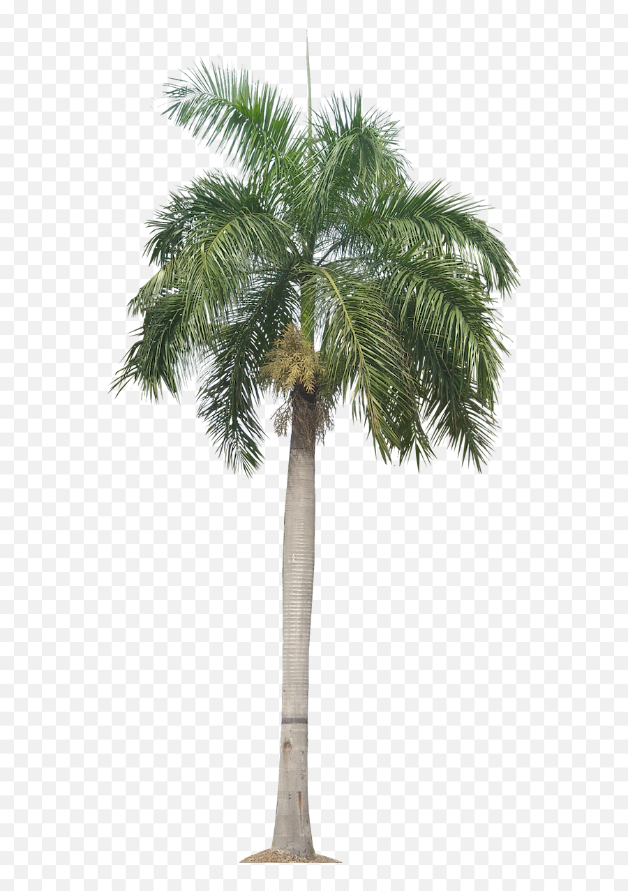 Royal Palm Tree Png