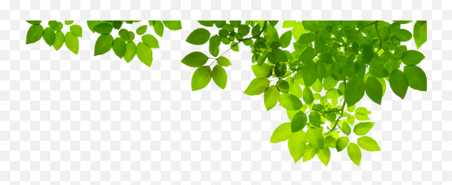 Green Leaf Png Photo - Green Leaves Png Transparent,Green Png