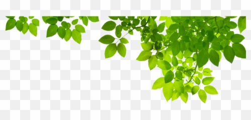 Green Leaf Png Photo - Green Leaves Png Transparent,Green Png