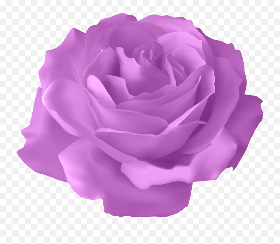 Purple Rose Transparent Png Clip Art Image Clipart - Purple Rose Flower Png,Rose Transparent