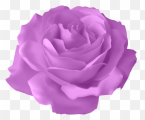 Purple Rose Transparent Png Clip Art Image Clipart - Flower Png