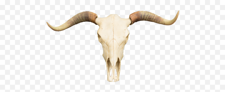Hd Polyresin Steer Skull - Skull Free 572151 Png Images Transparent Bull Skull Png,Cow Transparent Background