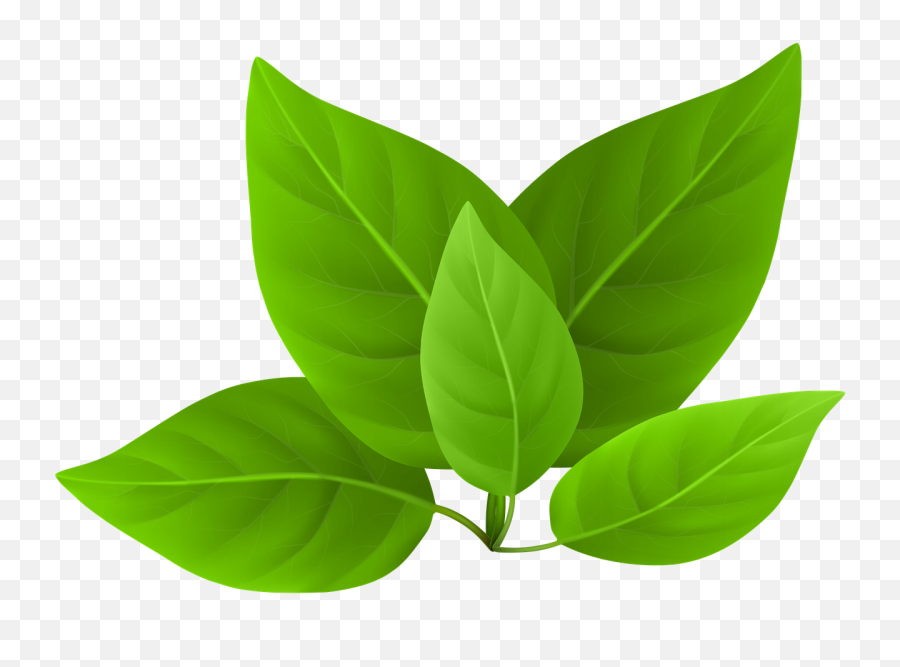Library Stock Green Leaves Png Files - Transparent Green Leaf Png,Leaves Clipart Png