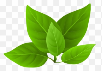 Library Stock Green Leaves Png Files - Transparent Green Leaf Png,Leaves Clipart Png
