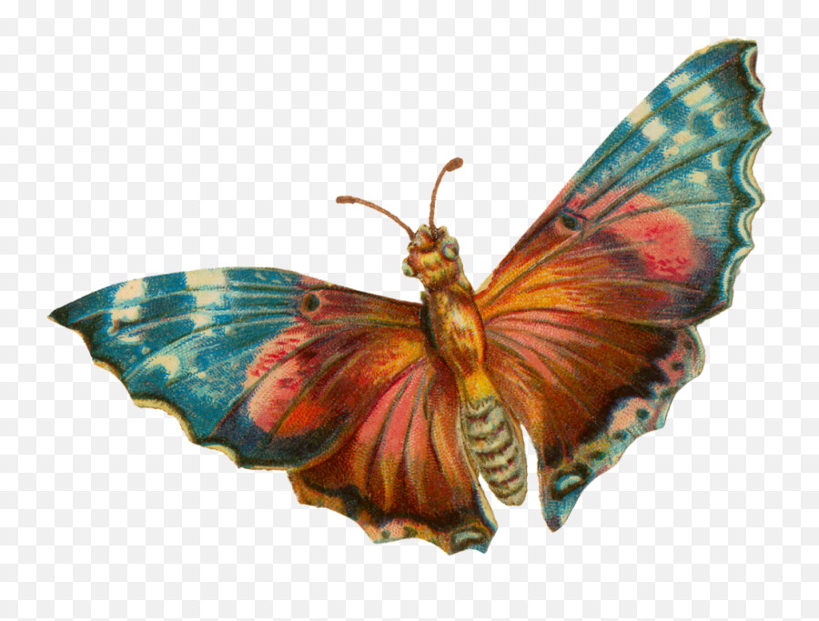 Download A Terrific Moth For Your Halloween Projects - Transparent Moth Png,Moth Png