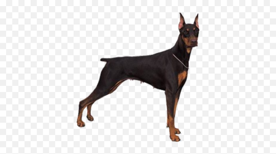 Doberman Png 3 Image - Doberman Pinscher Drawing Png Transparent,Doberman Png