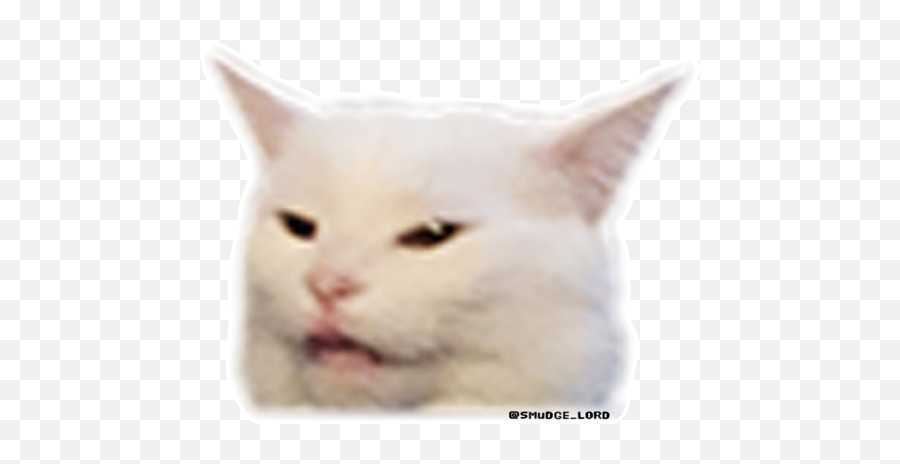 Funny Cat Pictures Memes U0026 Quotes Smudge The Meme Clipart - Smudge The Cat Meme Transparent Png,Smudge Png