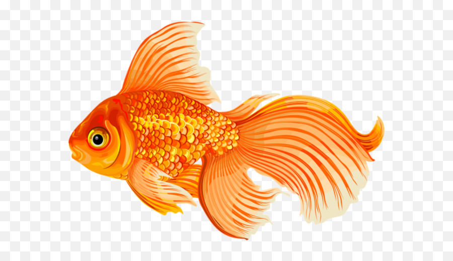 Goldfish Png User Saksham 0 - Molly Fish Clip Art,Goldfish Png