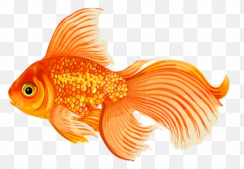 Goldfish Png User Saksham 0 - Molly Fish Clip Art,Goldfish Png