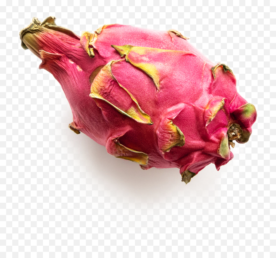 All About Dragon Fruit Png