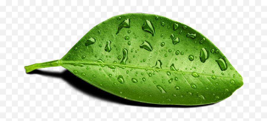 Leaf Water Drop Png Transparent Image Mart - Leaf With Water Drop Png,Water Drop Transparent