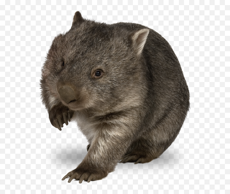 Wombat Png Transparent Image Mart - Wombat Transparent Background,Rat Transparent Background