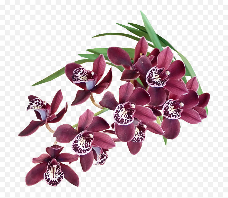 Free Photo Cut Out Orchids Plant Exotic Tropical Flowers - Flores Exoticas Png,Tropical Flowers Png