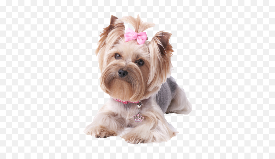 Full Size Png Image - Yorkie Png,Yorkie Png