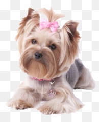 Full Size Png Image - Yorkie Png,Yorkie Png