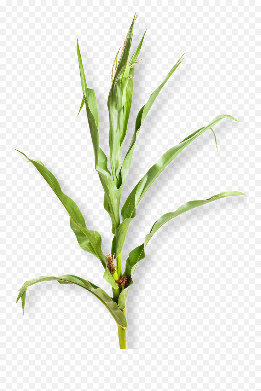 Corn Stalk - Corn Plant White Background Png,Corn Plant Png