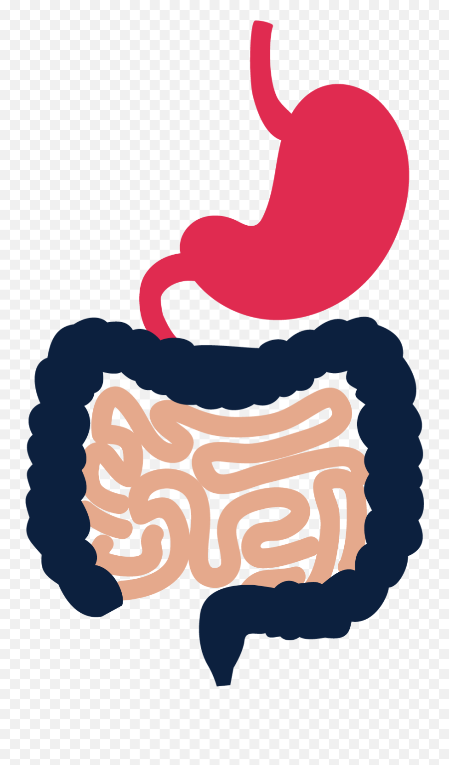 The Gastrointestinal System Digestive U2013 Autobiology - Language Png,Digestive System Png