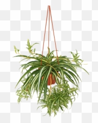 Spider Plant Hanging - Transparent png
