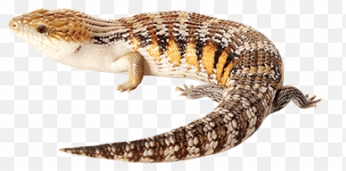 Blue Tongue - Northern Blue Tongue Skink Art Png,Tounge Png