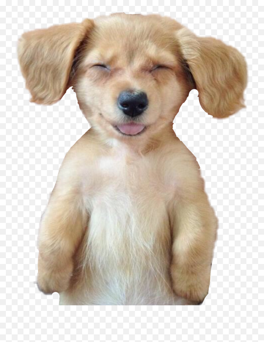 Funny Dog - Puppy Cute Smile Dog Hd Png Download Original Do I Feel After A Massage,Funny Dog Png