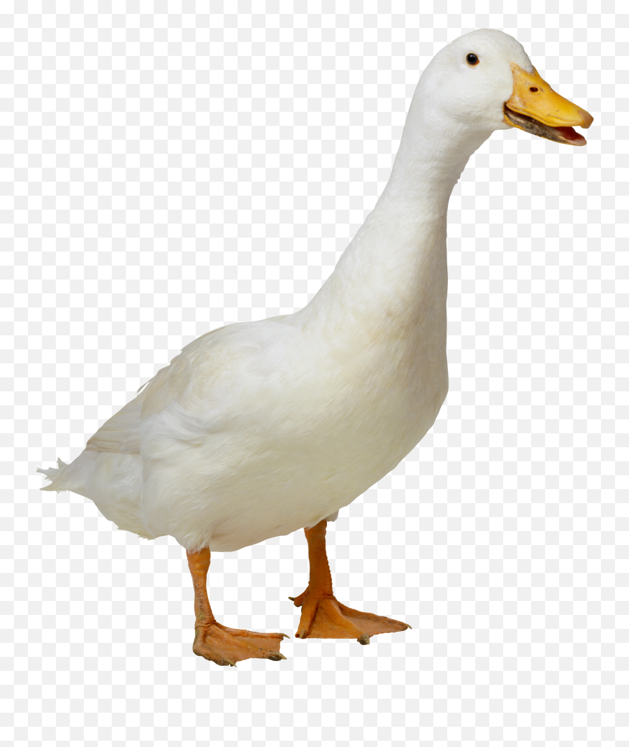 Duck Clipart Png Download - Duck Png Transparent,Duck Clipart Png