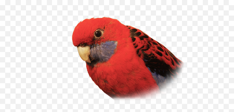 Bobby The Crimson Rosella - Shirt Red Rosella Png,Parrot Transparent Background
