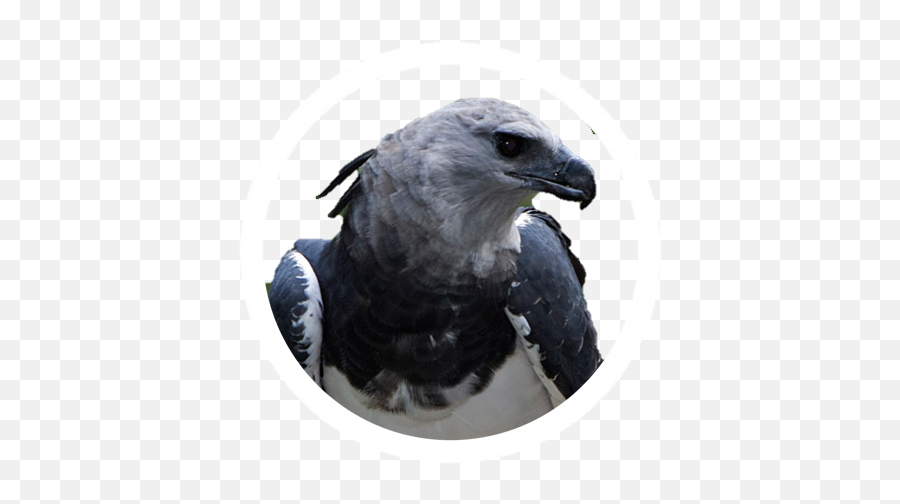Abyssinian Ground Hornbill Icon Frontier Forums - Harpy Eagle Png,Vulture Icon